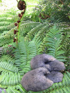 1/ POSSUM FUR SCUFFS